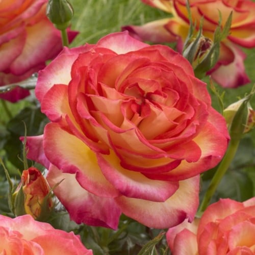 Rosa Two Colours - Rosen