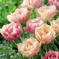Tulpen Double Magic Tulip - Tulipa silk road