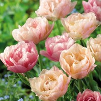 Tulpen Double Magic Tulip - Tulipa silk road