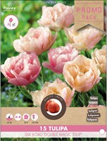 Tulpen Double Magic Tulip - Tulipa silk road-2