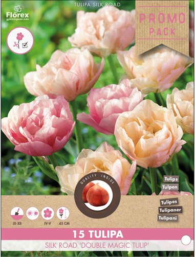 Tulpen Double Magic Tulip - Tulipa silk road-2