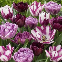 Tulpen Riviera mix - Tulipa double