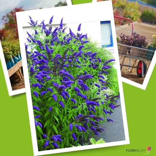 Schmetterlingsflieder - Buddleja Blau