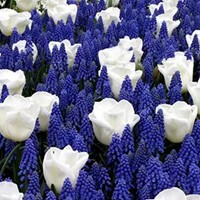 Blaue und Weiße blumenzwiebeln