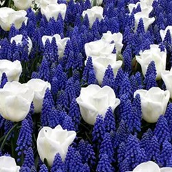 Blaue und Weiße blumenzwiebeln