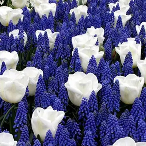 Blaue und Weiße blumenzwiebeln