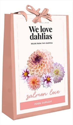 We Love Dahlias - Salmon Love