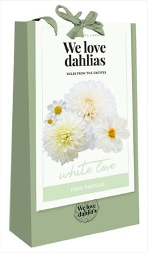 We Love Dahlias - White Love
