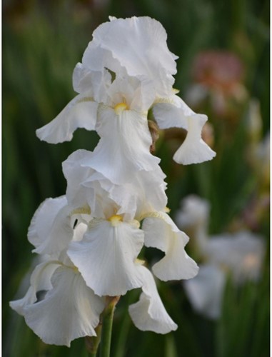 Iris Germanica White Knight – Deutsche Schwertlilie (Dreierpack)