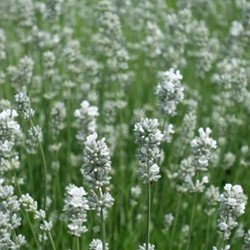 Weißblühender Lavendel Alba - Lavandula angustifolia