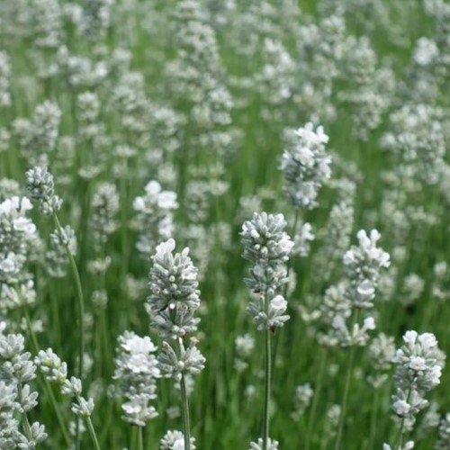 Witte Lavendel - Lavandula angustifolia Alba (Sixpack)