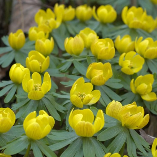Winterling - Eranthis Hyemalis