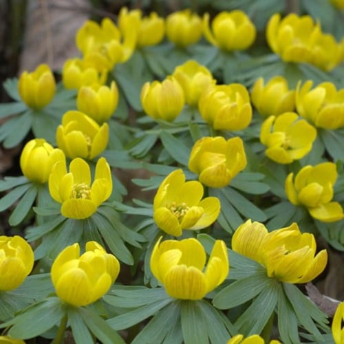 Winterling - Eranthis Hyemalis (Großpackung)