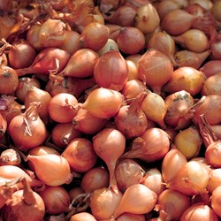 Winter-Steckzwiebeln Allium Presto
