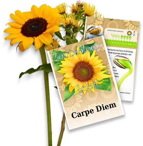 Personalisierte Werbegeschenke Samen Pakete Sonnenblumen 250 Stück