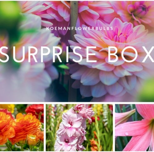 Sommerzwiebeln Surprise pack 2