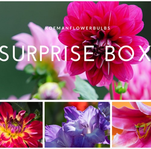 Sommerzwiebeln Surprise pack 3