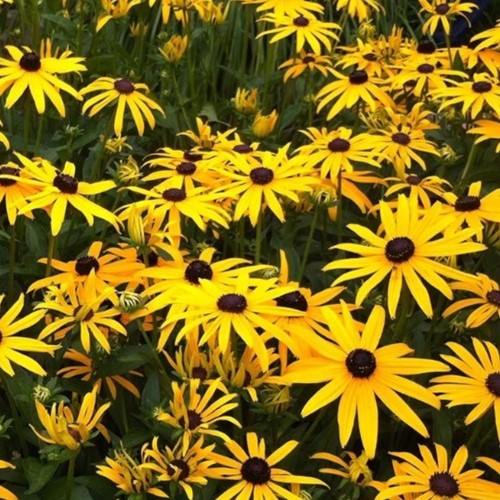 Zonnehoed Goldsturm - Rudbeckia (Driepack)
