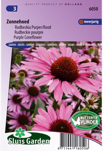 Sonnenhut Purpurea - Echinacea purpurea